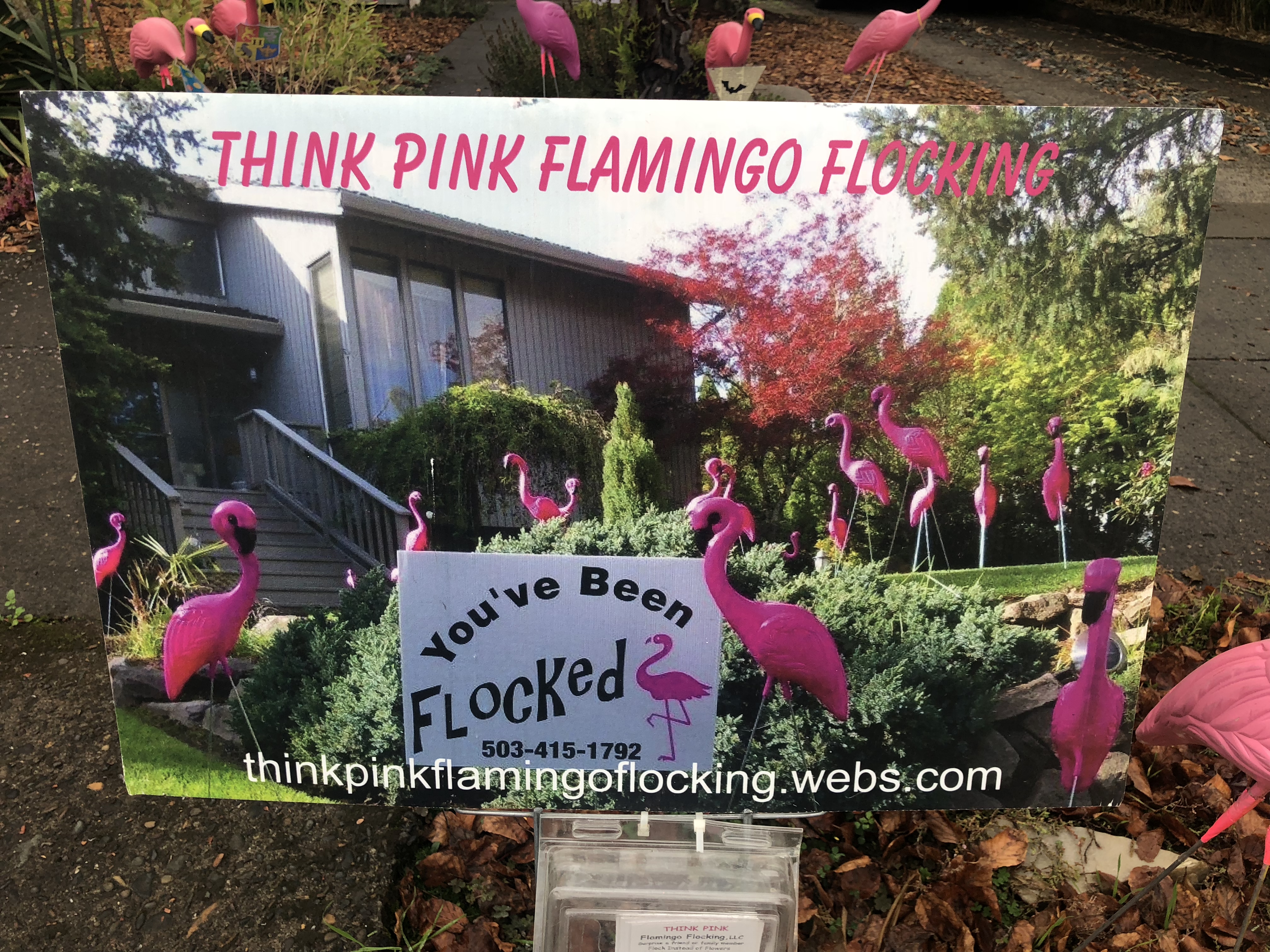 Flamingos, 3